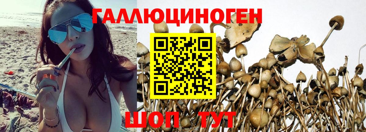 Галлюциногенные грибы Psilocybe  Псилоцибиновые грибы MAGIC MUSHROOMS  Вход с VPN  Губаха 